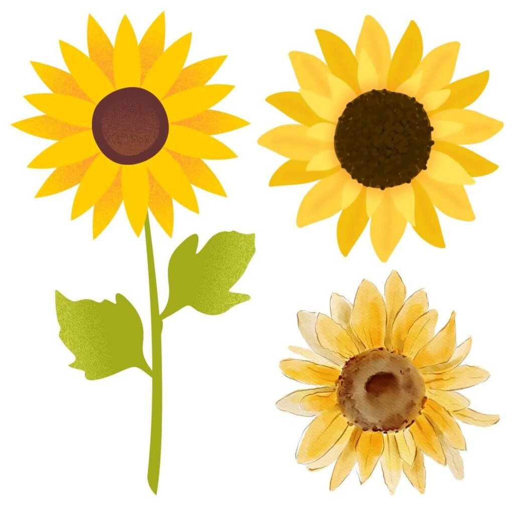 sunflower how to draw